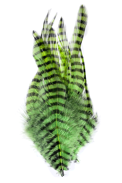 Barred Saddle Hackle