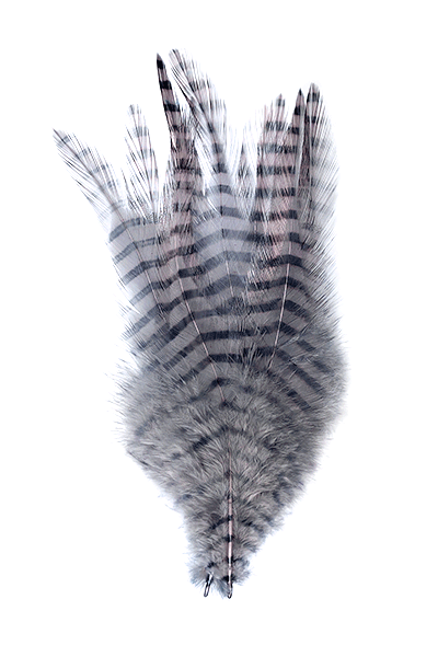 Barred Saddle Hackle