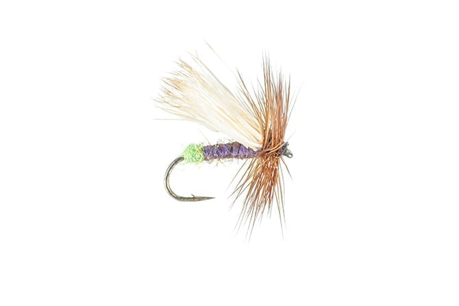 Couche d'œufs de la rivière Arkansas