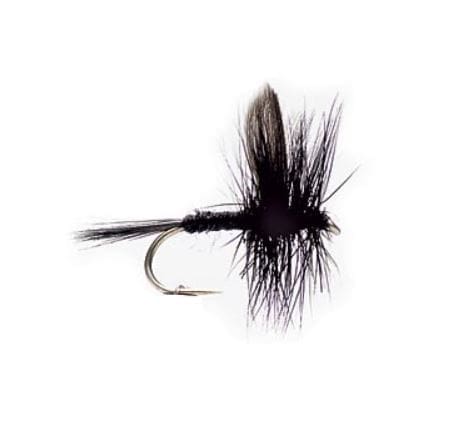 Black Gnat