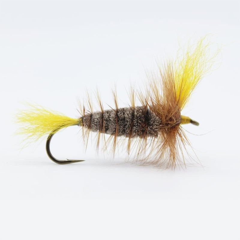 Brown Yellow Winged Bomber