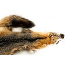 Peau Complète de Renard Gris - Premium