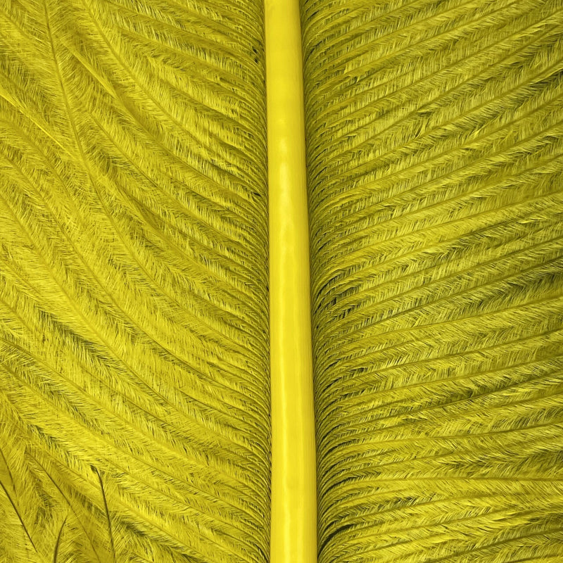 Ostrich Feathers - Dyed