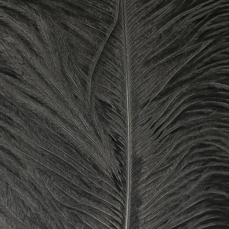 Ostrich Feathers Select - Black