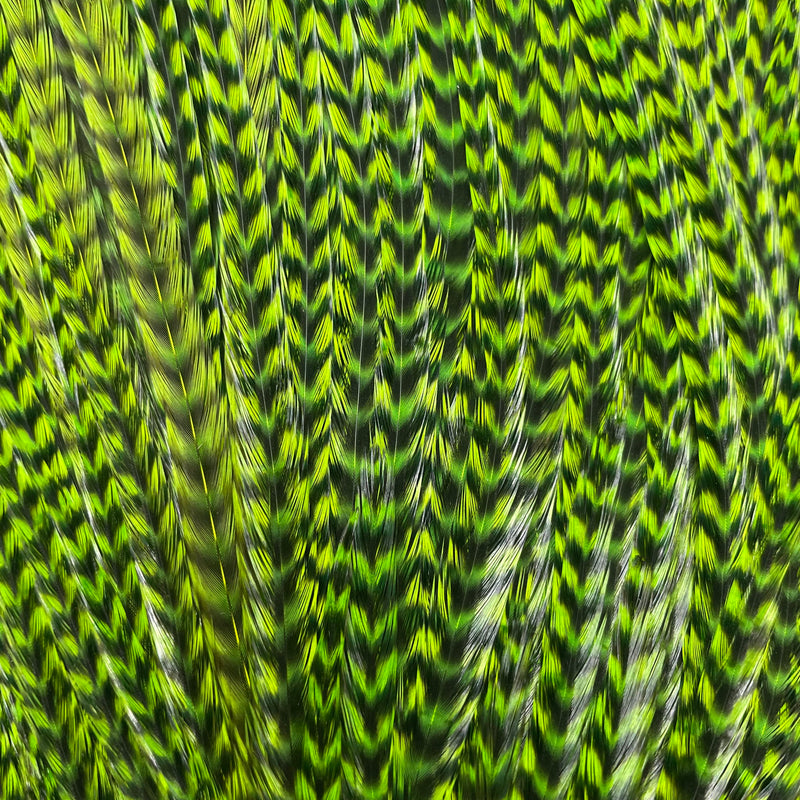 Ewing - Pro Rooster Saddle