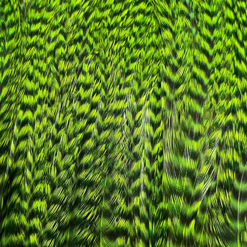 Ewing - Deceiver Patch