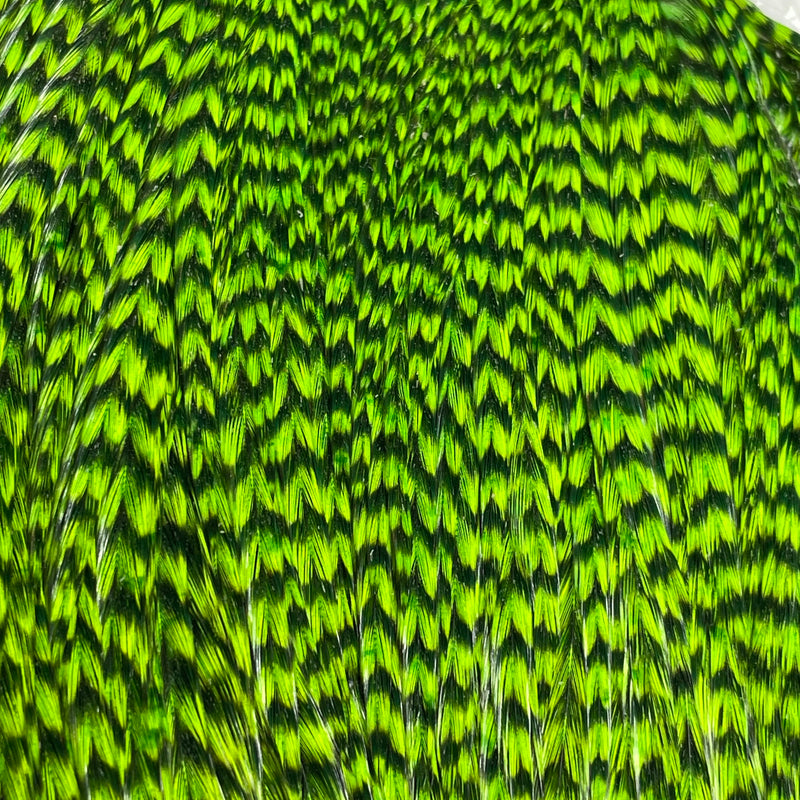 Ewing - Rooster Cape