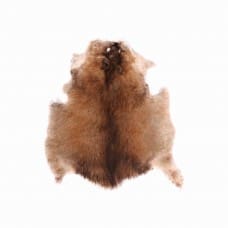 Muskrat Full Skin  - #1