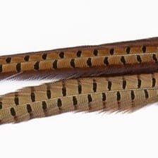 Pheasant - Tail