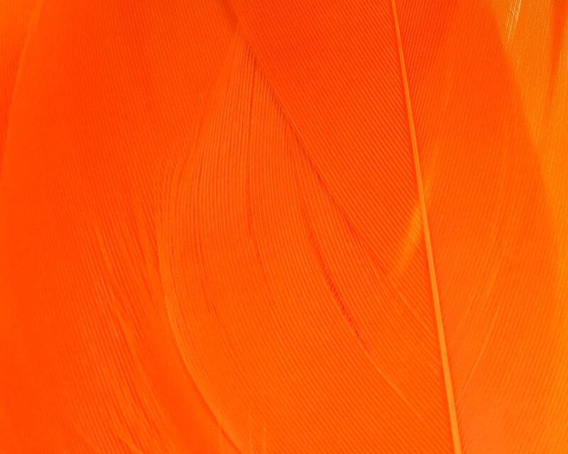 Goose - Select Shoulder Feather