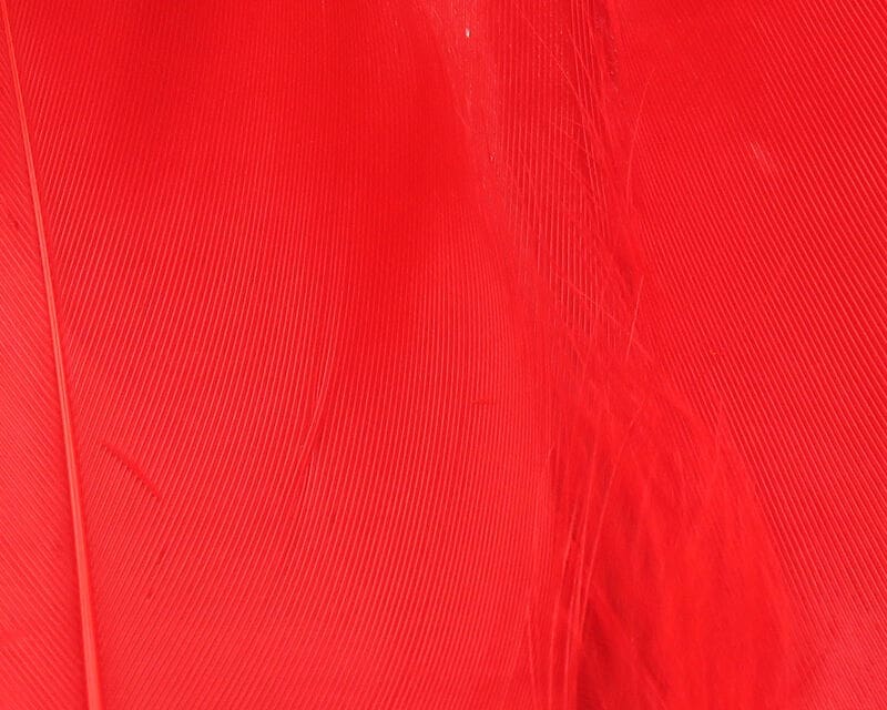 Goose - Select Shoulder Feather