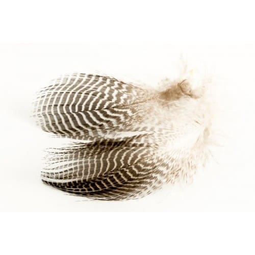 Plumes de canard sarcelle