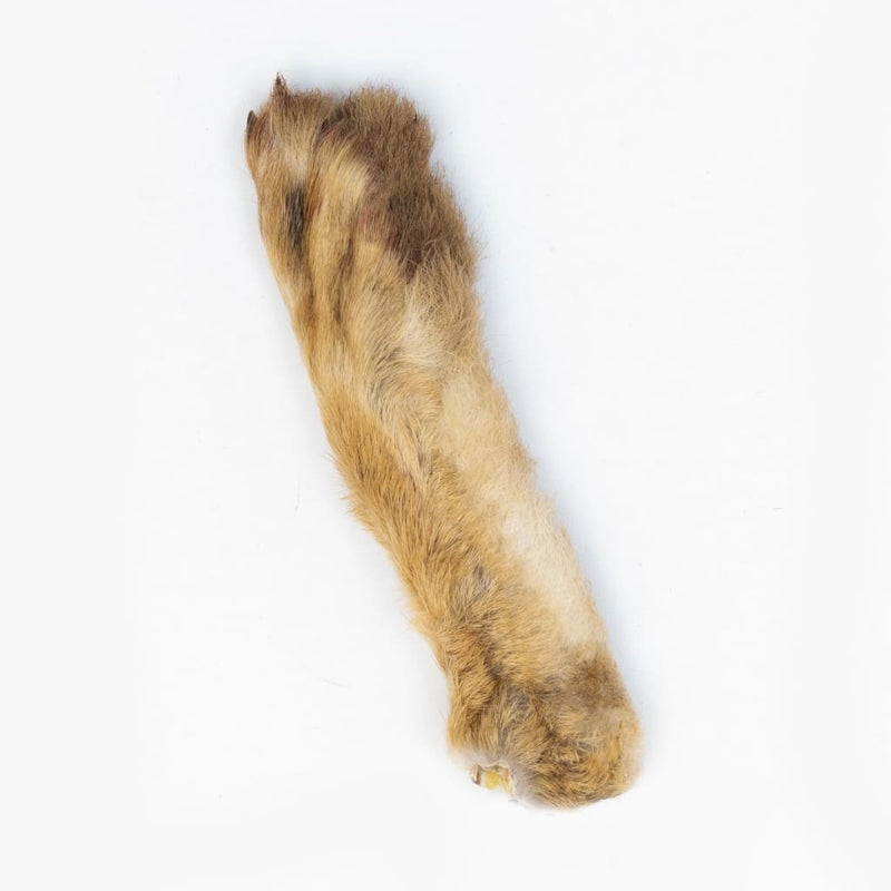 Patagonian Hares Feet - Natural