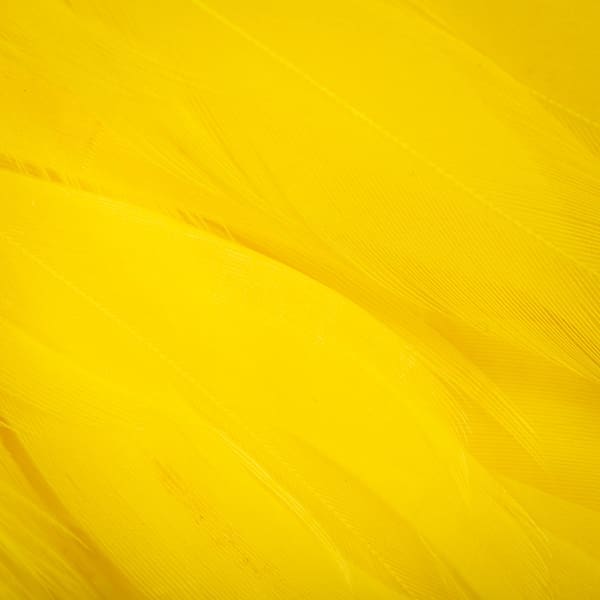 Wapsi Schlappen - Long