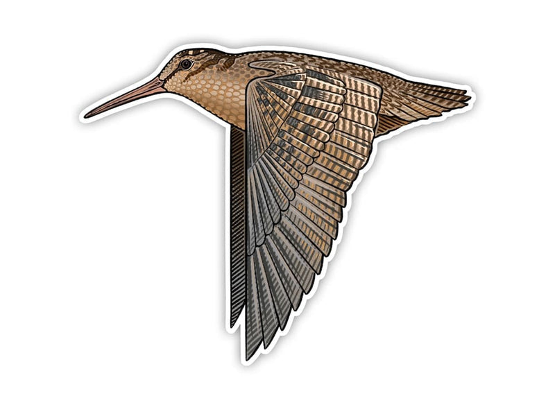 American Woodcock Sticker