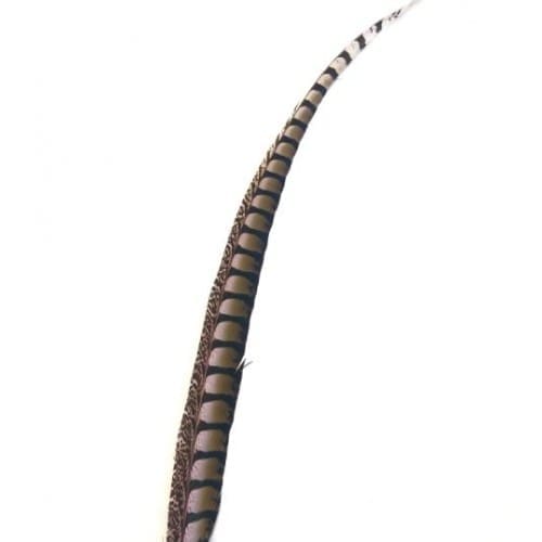 Lady Amherst - Side Tail 30-35''