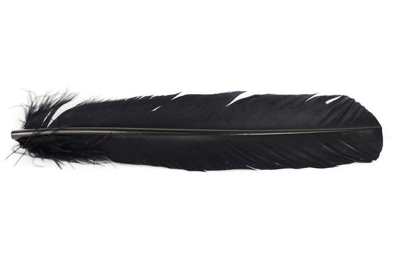 Turkey Broad - Quills Select