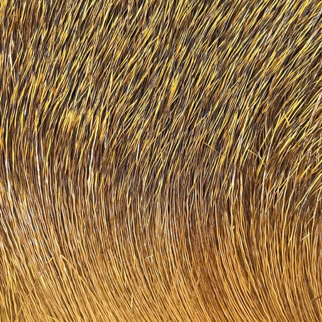 Deer Body Hair