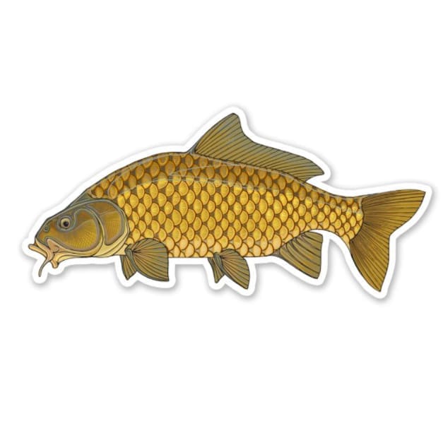 Common Carp Sticker