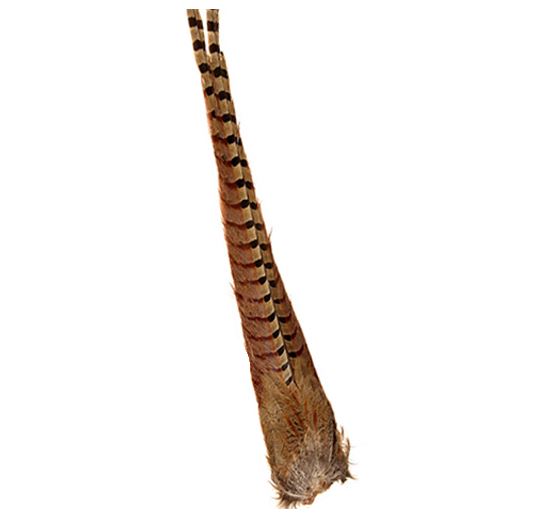 Ringneck Pheasant - Complete Tail #1