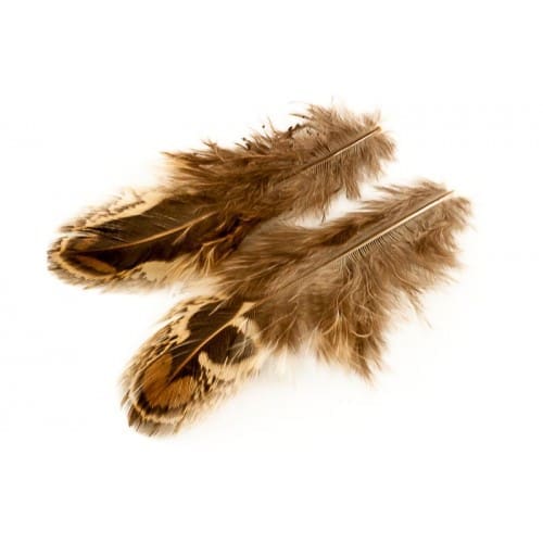 Faisan à collier femelle - Plumes