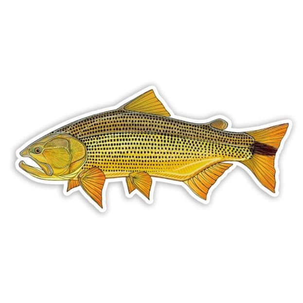 Golden Dorado Sticker
