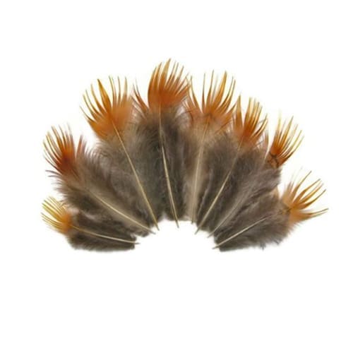 Faisan Doré - Plumage Jaune