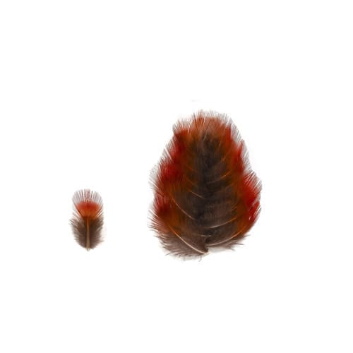 Faisan Doré - Plumage Rouge