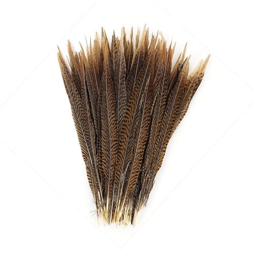 Faisan doré - Plumes de la queue