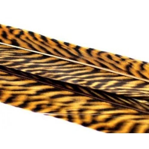 Faisan doré - Plumes de la queue