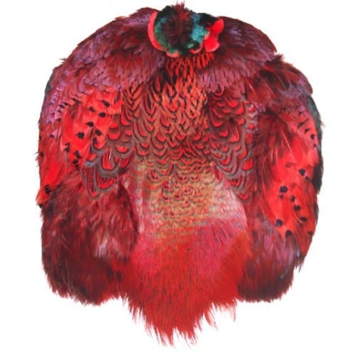 Ringneck Pheasant - Full Skin Dyed
