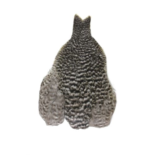 Whiting 4B - Hen Cape