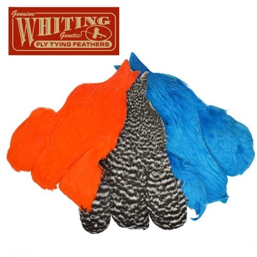 Whiting 4B - Hen Cape