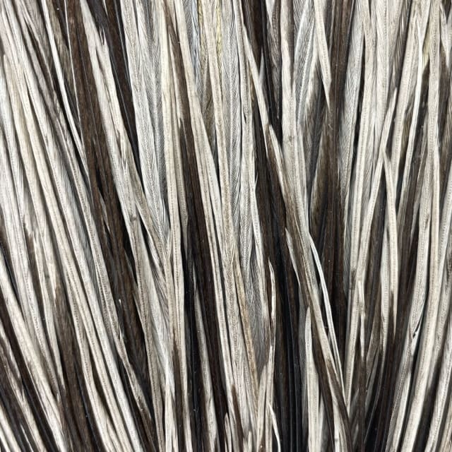 Whiting Hebert Miner Dry Fly - Pro Grade Cape - Noir