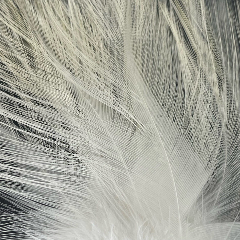 Coq de Leon - Feather Pack