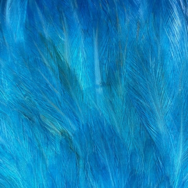 Chinese Rooster Neck