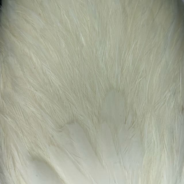 Whiting American Rooster - Cape