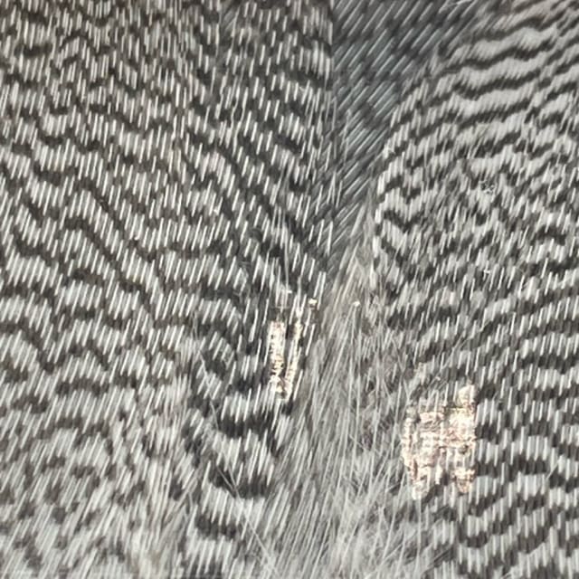 Mallard Barred - Flank Select