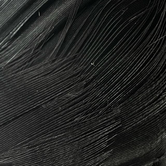 Mallard Barred - Flank Select