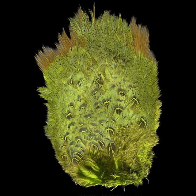 Ringneck Pheasant - Rump Patch