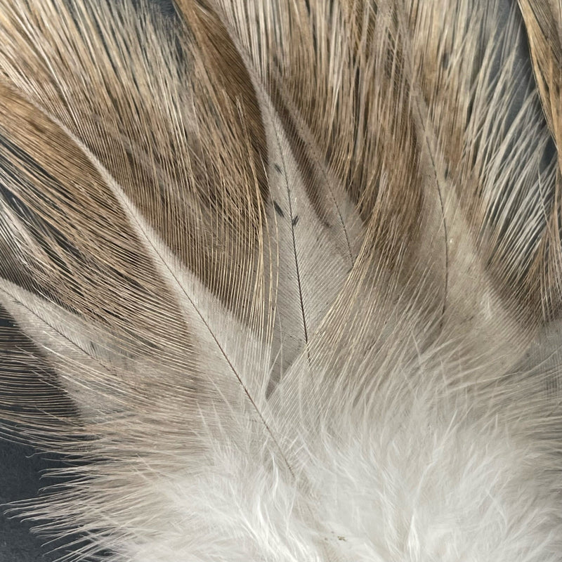 Coq de Leon - Feather Pack