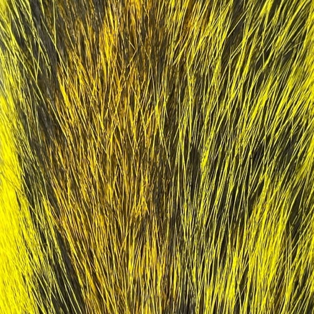 Grey Squirrel - Tail