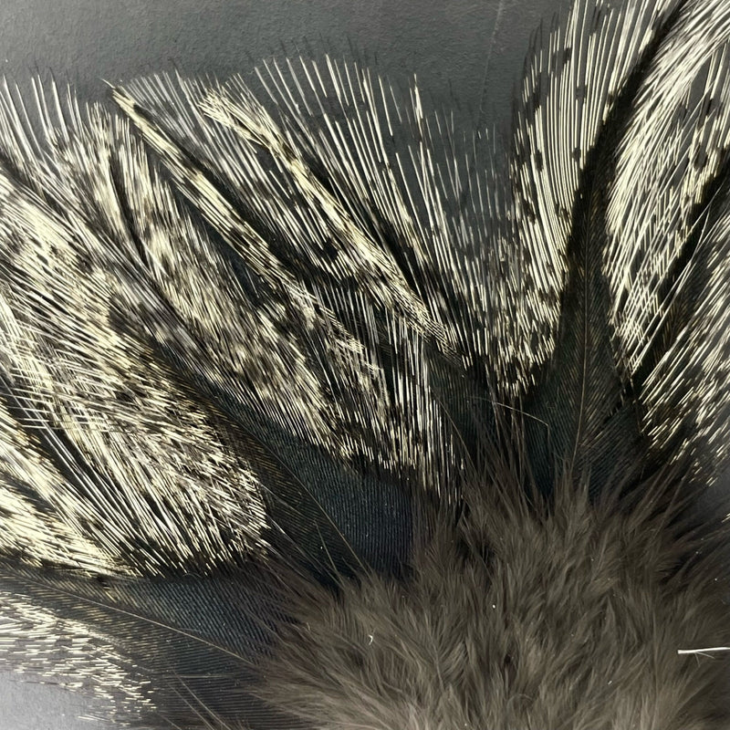 Coq de Leon - Feather Pack