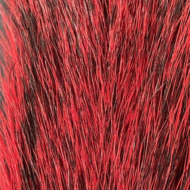 Grey Squirrel - Tail