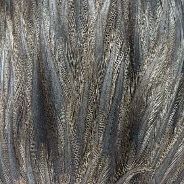 Whiting American Rooster Cape Pack - 24 Hackles