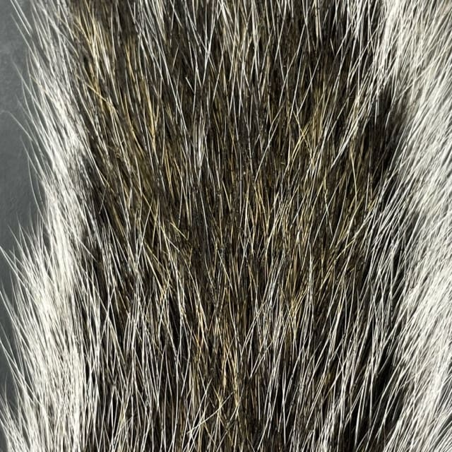 Grey Squirrel - Tail