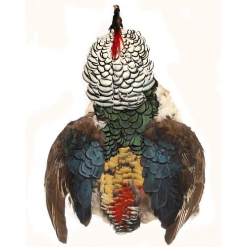 Lady Amherst - Peau complète