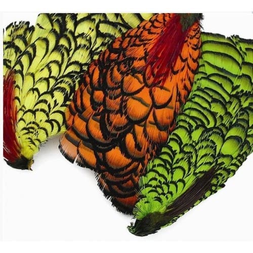 Lady Amherst N1 - Dyed Neck