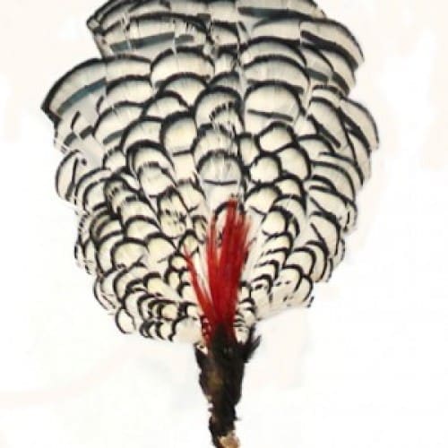 Lady Amherst - Tippet