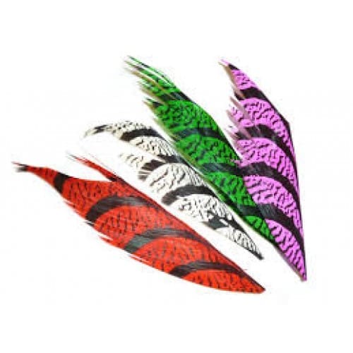 Lady Amherst - Tail Piece